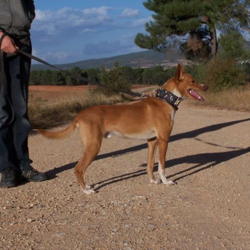Colibri  1 an, petit chien affectueux et adorable