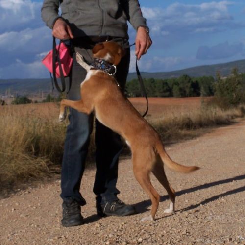 Colibri  1 an, petit chien affectueux et adorable