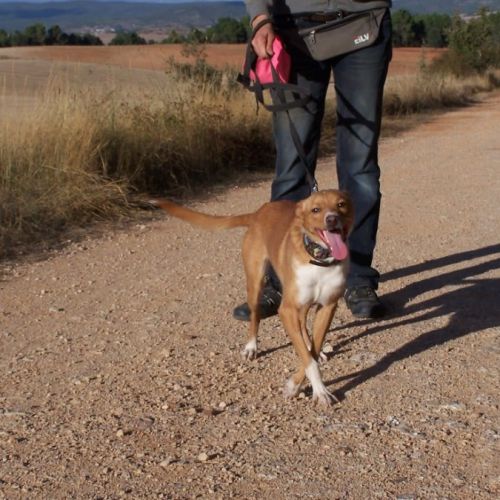 Colibri  1 an, petit chien affectueux et adorable