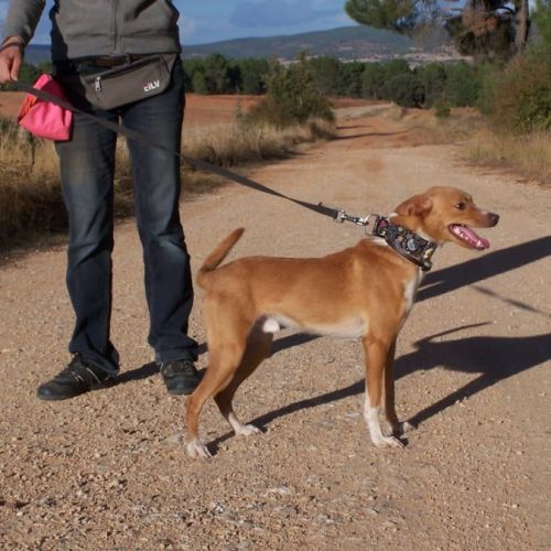 Colibri  1 an, petit chien affectueux et adorable
