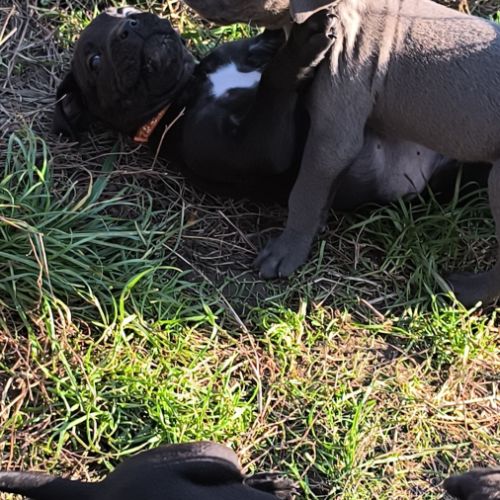 Chiots cane corso lof