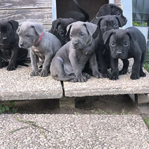 Chiots cane corso lof