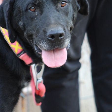 Chienne équilibrée, calme et affectueuse