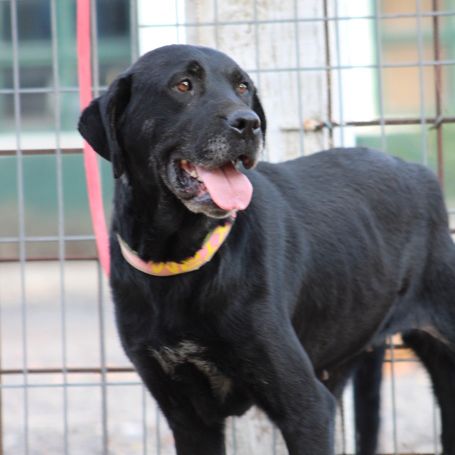 Chienne équilibrée, calme et affectueuse