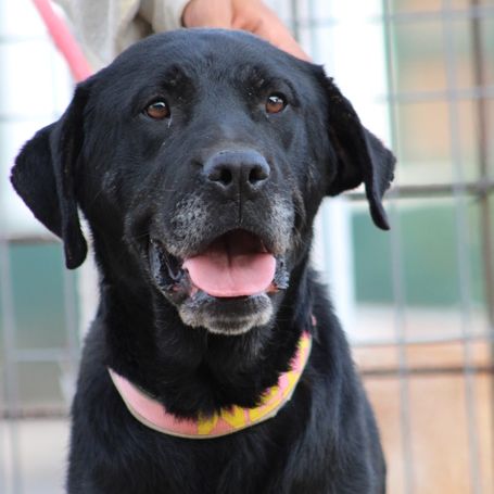 Chienne équilibrée, calme et affectueuse