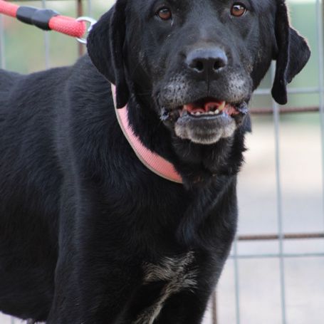 Chienne équilibrée, calme et affectueuse
