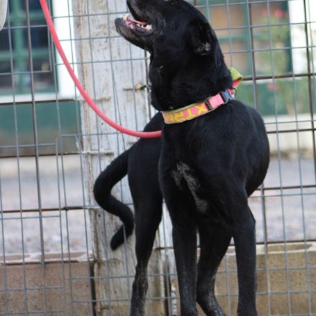 Chienne équilibrée, calme et affectueuse