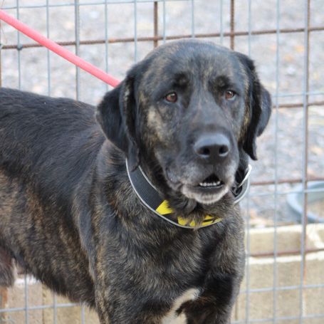 Pon, 2 ans magnifique mastin espagnol