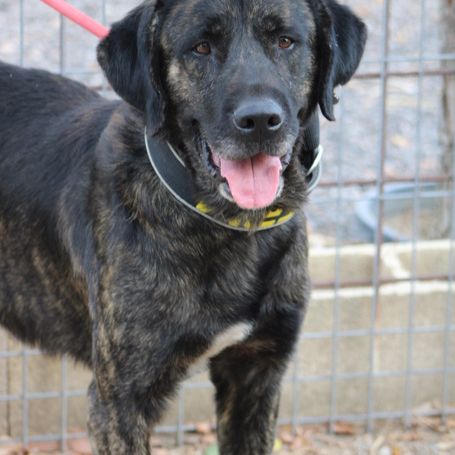 Pon, 2 ans magnifique mastin espagnol