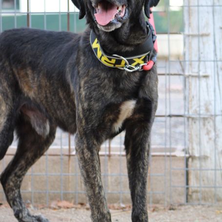 Pon, 2 ans magnifique mastin espagnol