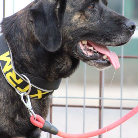 Pon, 2 ans magnifique mastin espagnol