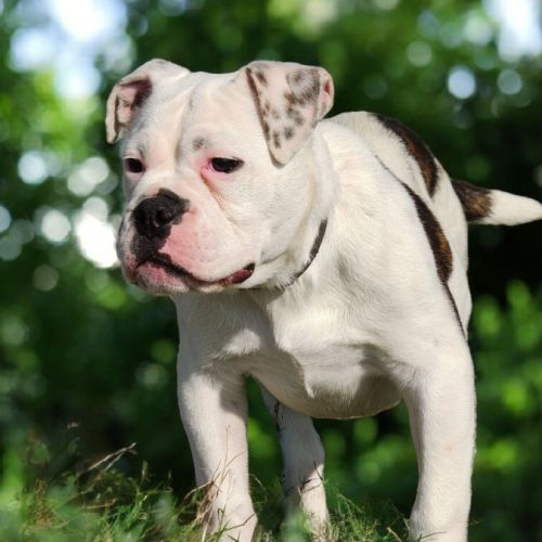 Bulldog continental lof paiement 4x cb