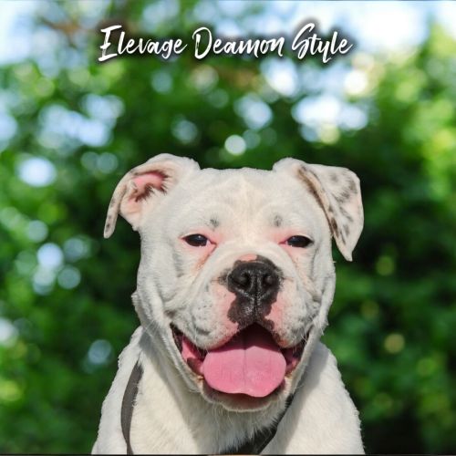 Bulldog continental lof paiement 4x cb