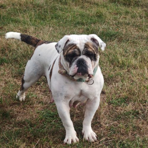 Bulldog continental lof paiement 4x cb