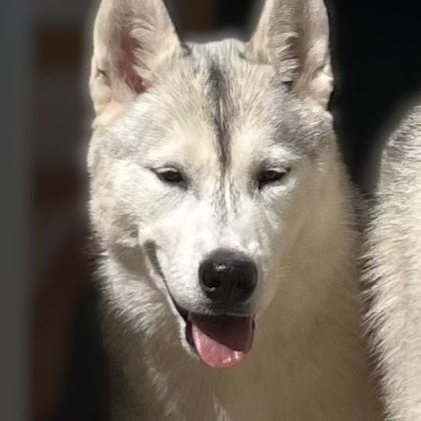 Dernière jeune femelle husky lof