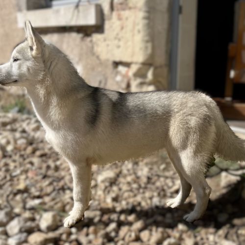 Dernière jeune femelle husky lof
