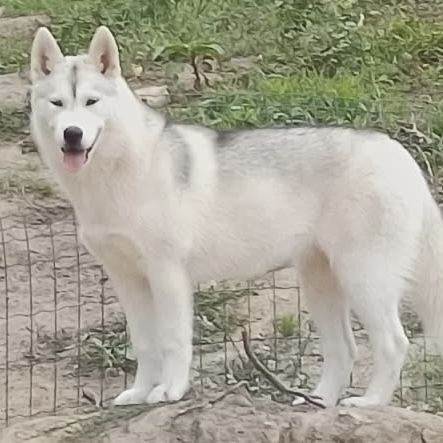 Dernière jeune femelle husky lof