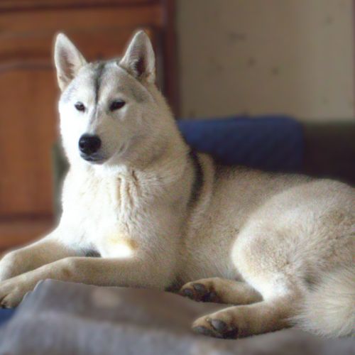Dernière jeune femelle husky lof