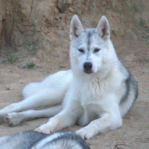 Dernière jeune femelle husky lof