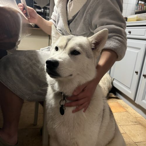 Dernière jeune femelle husky lof