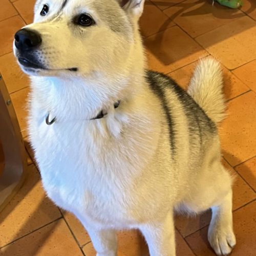 Dernière jeune femelle husky lof