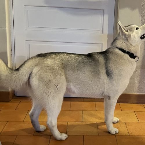 Dernière jeune femelle husky lof