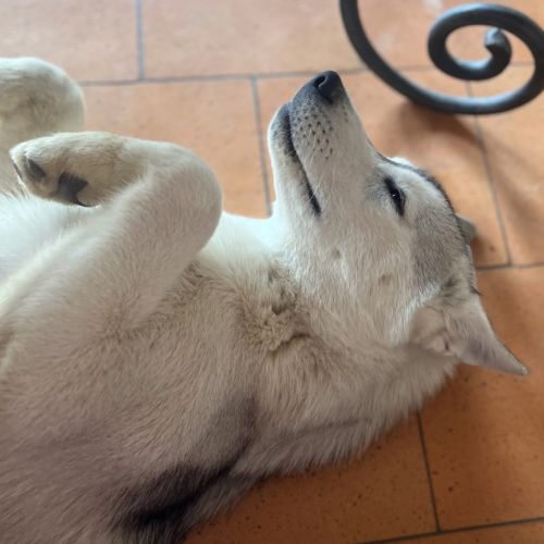 Dernière jeune femelle husky lof